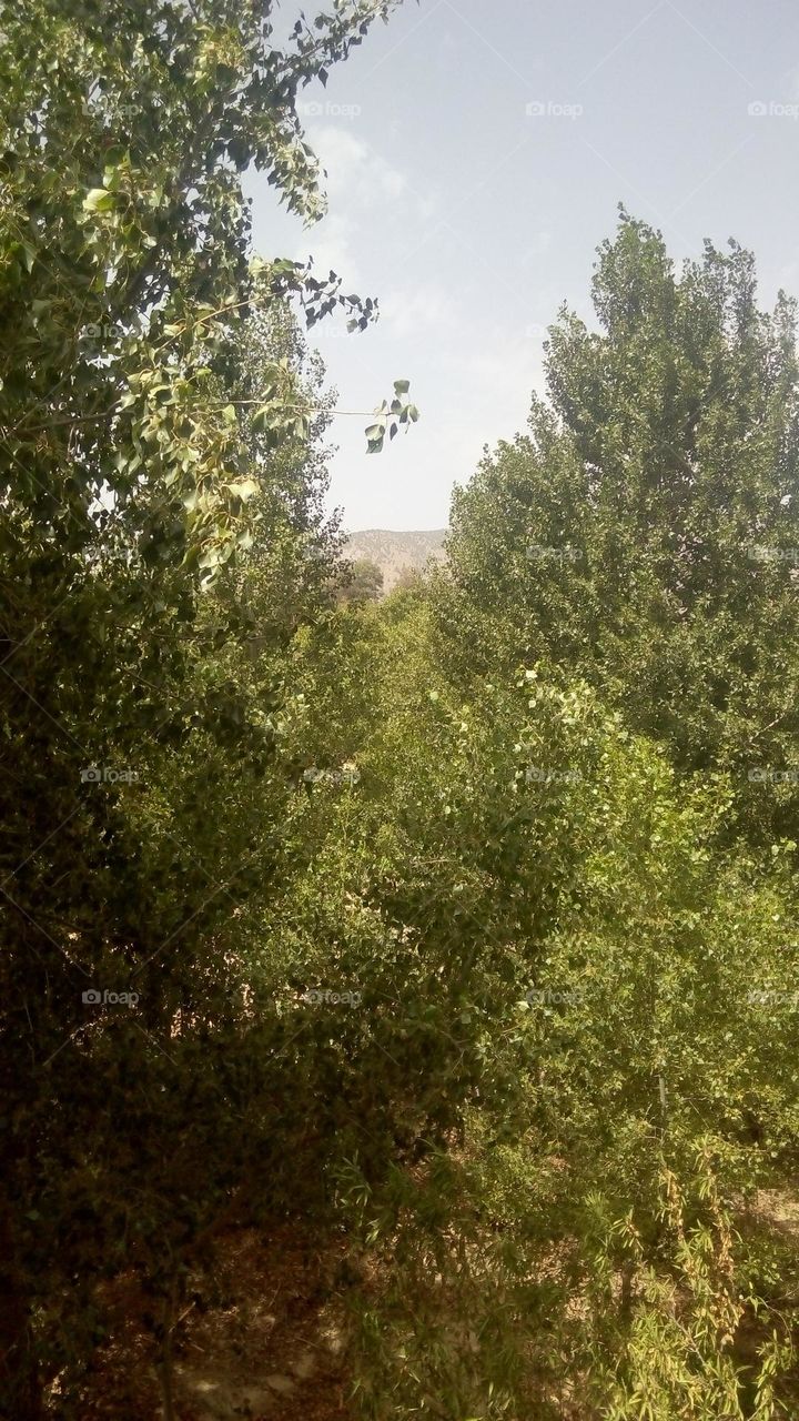 trees and mountain in the middle