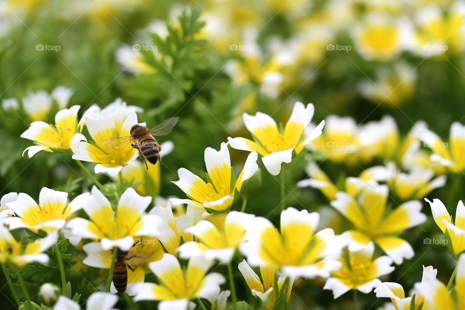 Bee on flower