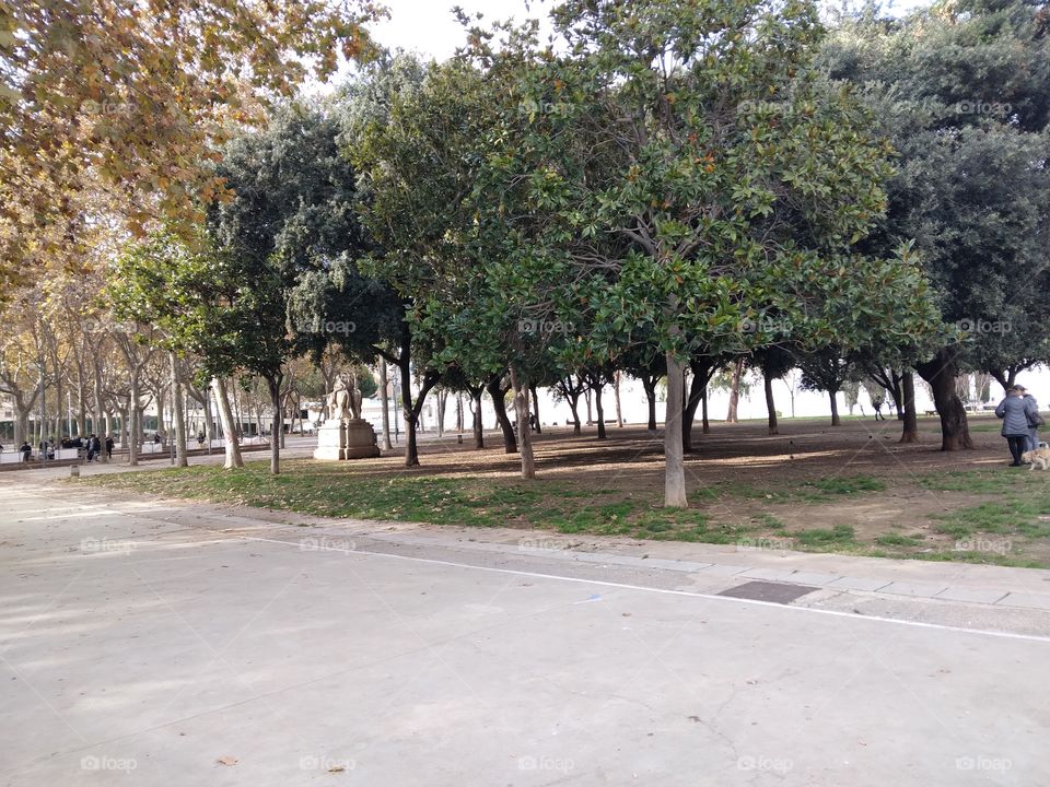 Árboles en Parc.de Sants
