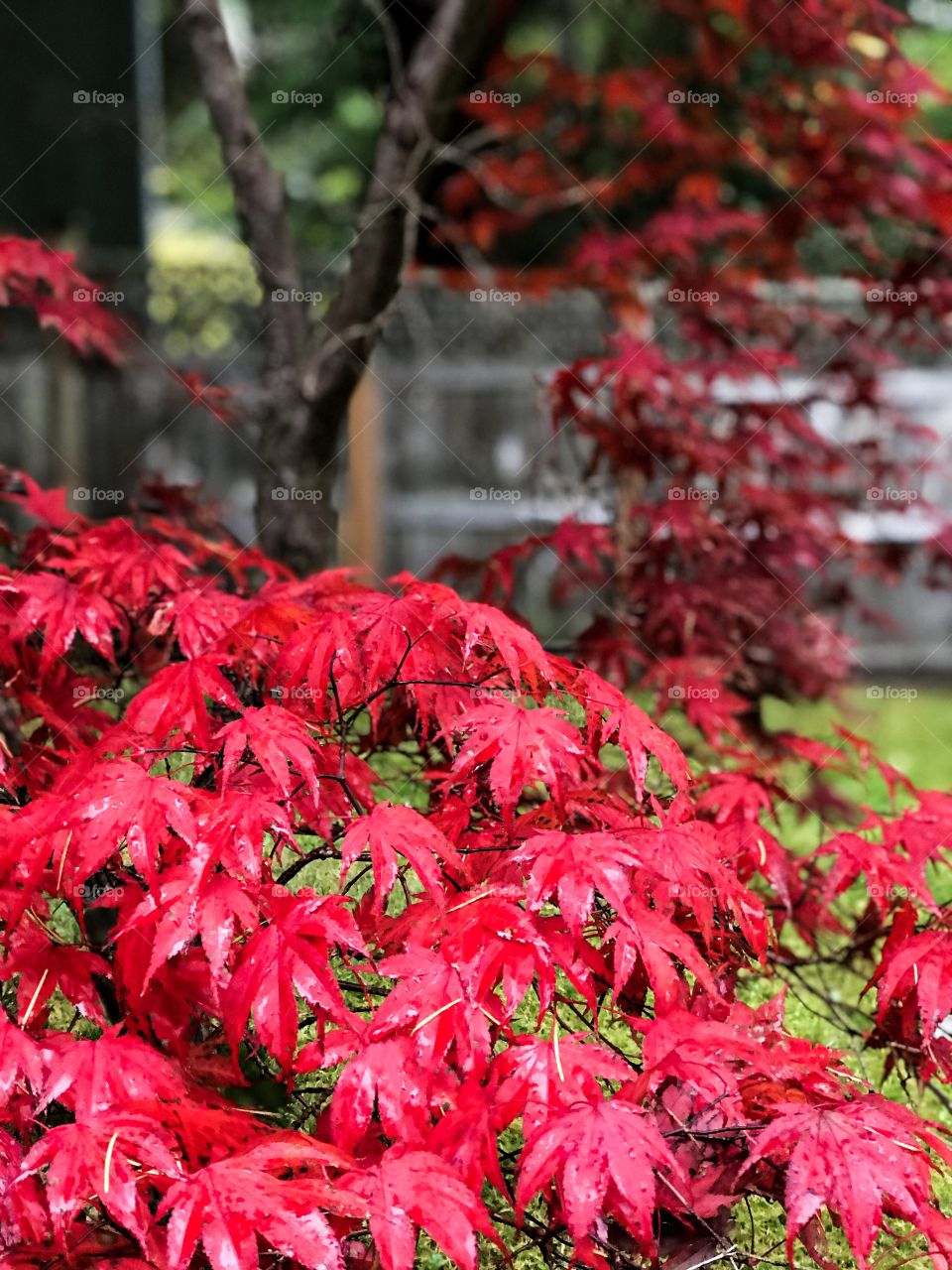 The fiery crimson leaves on my Japanese maple tree are wet with rain but the moisture on the leaves only serves to intensify the colour against the contrasting darker leaves, dark bark, wooden fence & the vibrant green of the grass. ๐