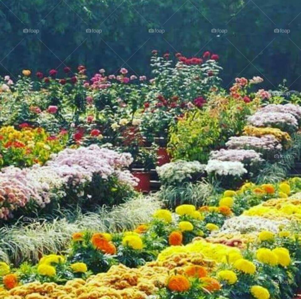 flower garden
