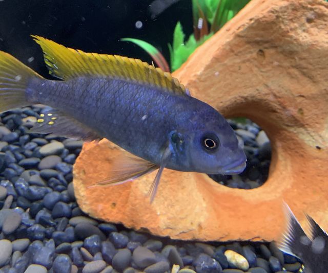 Fish in a pet store 