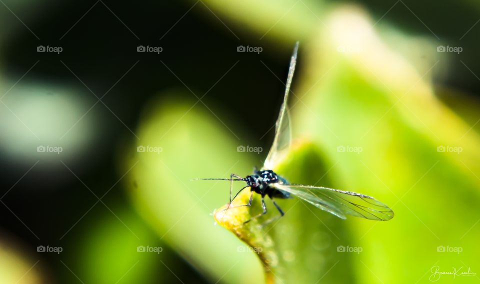 Aphid fly, Kuwait