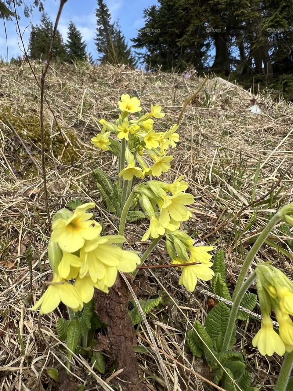 Yellow flowers in nature