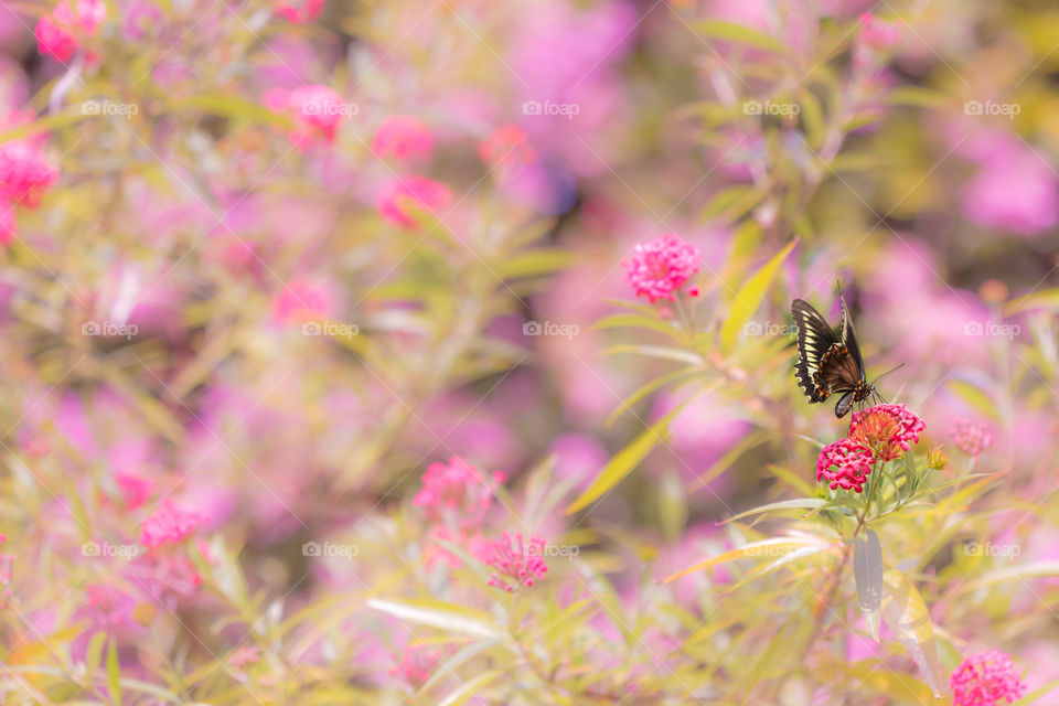 Butterfly on pink flower 