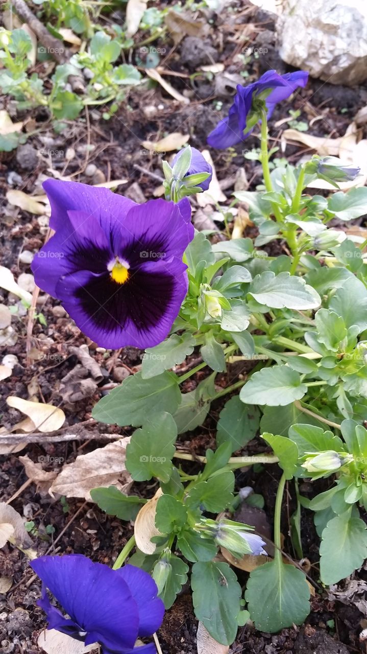 pansy. pansies make me smile