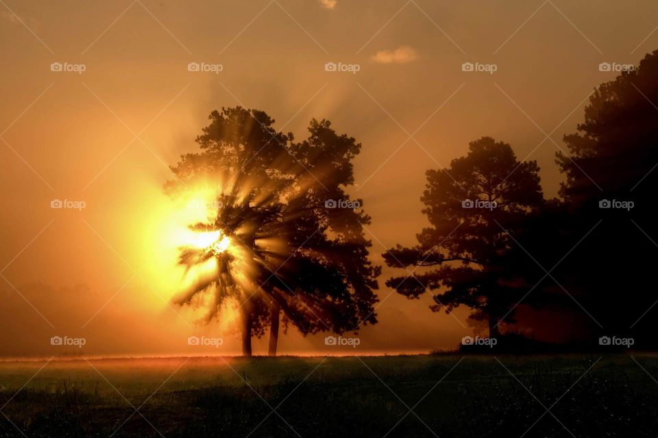 Early morning rays of sun blast through the canopy of Loblolly Pine Trees. Raleigh, North Carolina. 