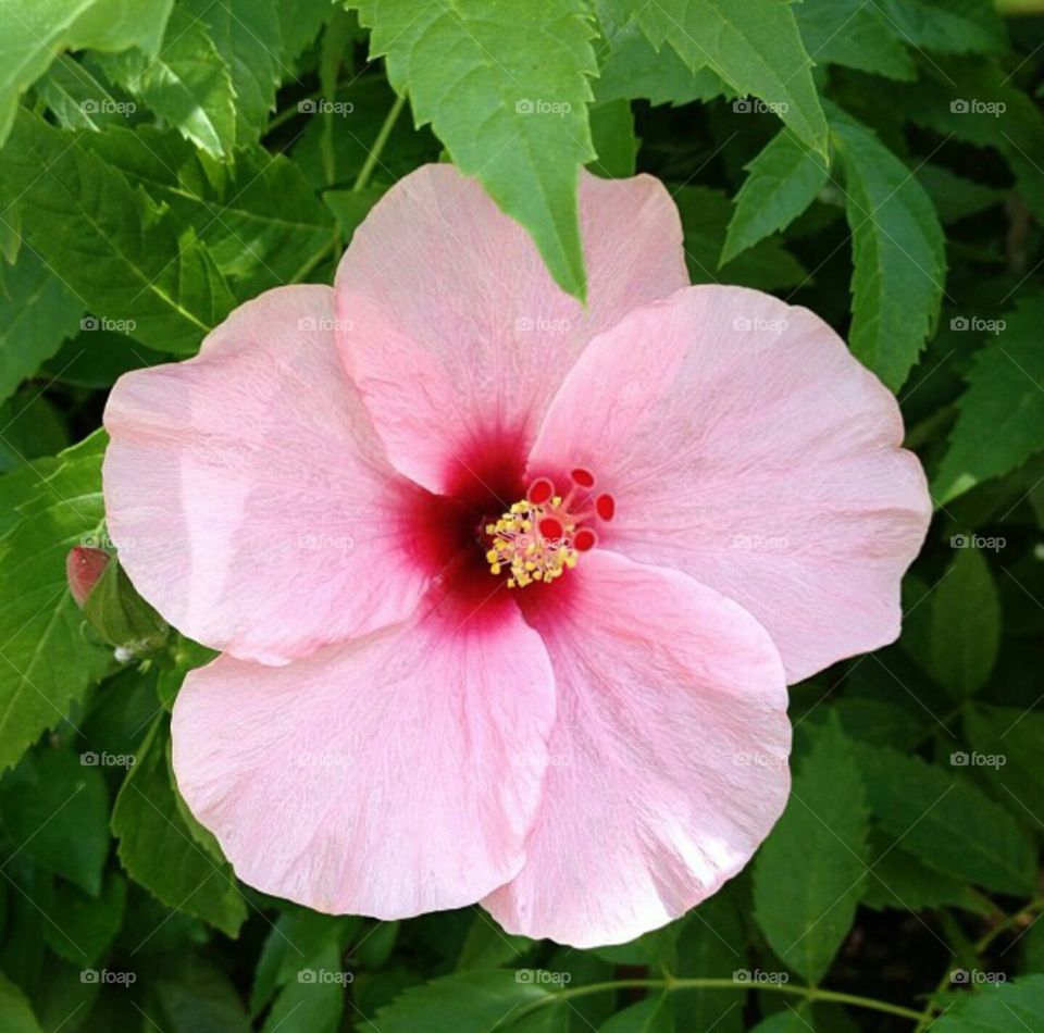 flower in Hawaii