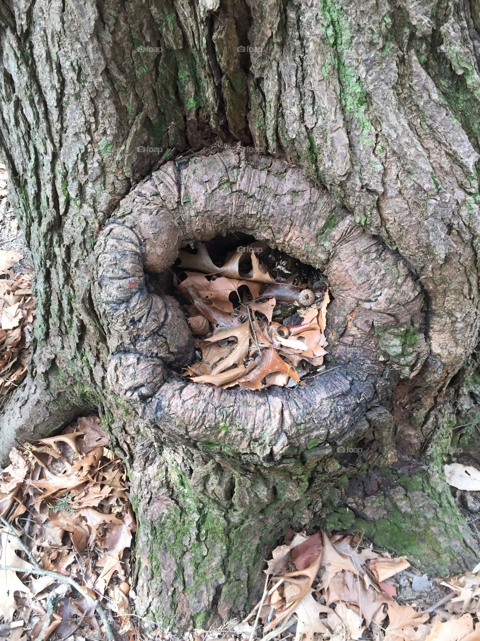 Tree hole 