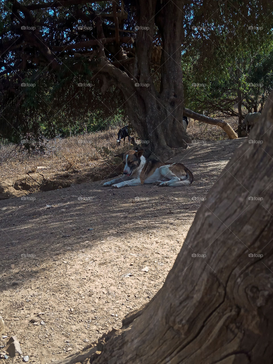 a dog laying under a big tree looking for shadow