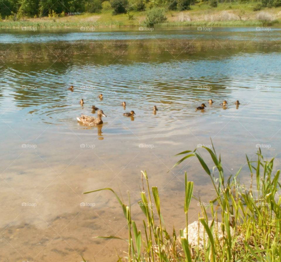 Water, Duck, Bird, Lake, Nature