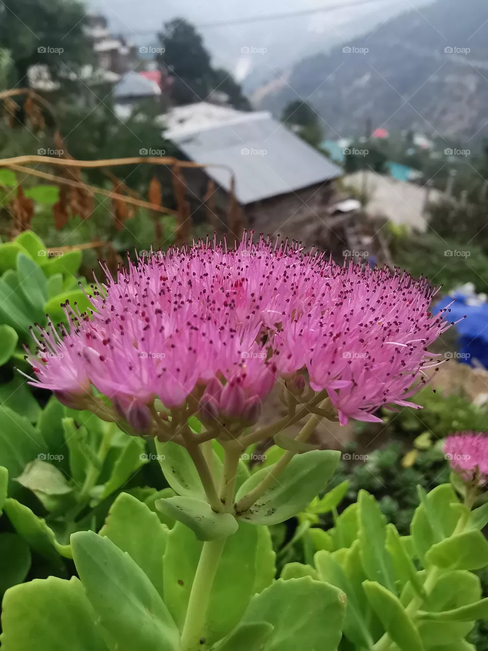 macro shot flower