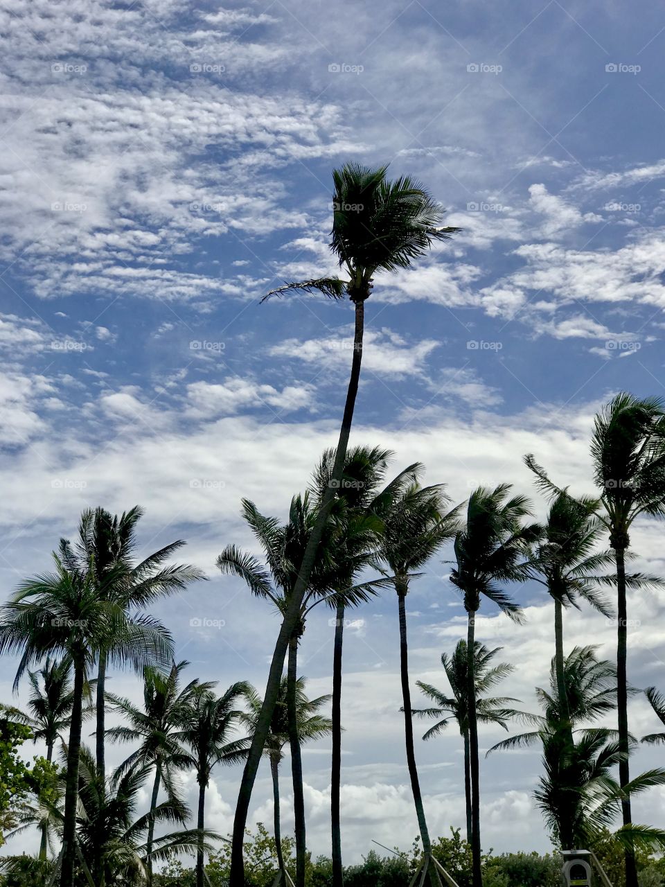 Palm trees 