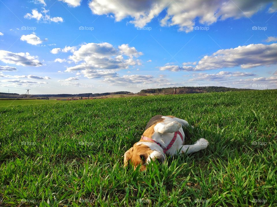 Lazy beagle