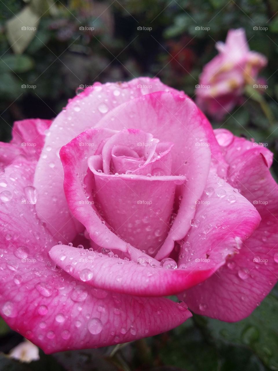 Pink Barbie Rose with Sparkling Rain Drops on it