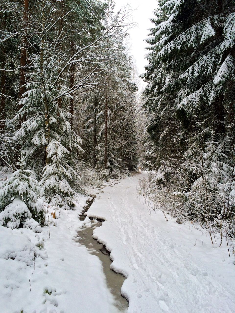 Trees covered with snow in winter