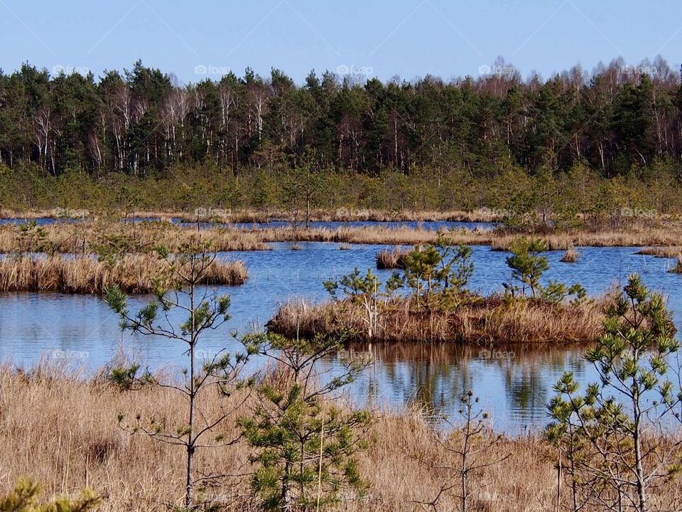 in the middle of the forest