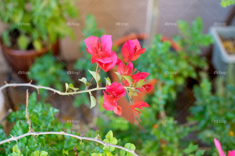 My plants are blooming