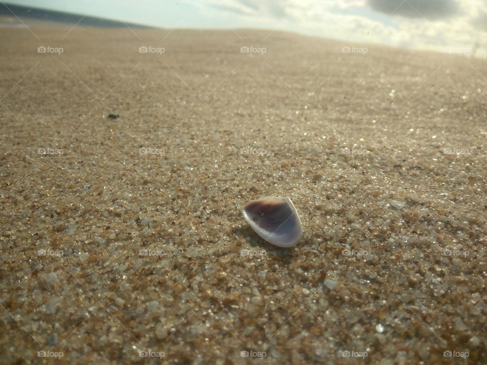 concha vazia na areia da praia com Horizonte livre para escrever.