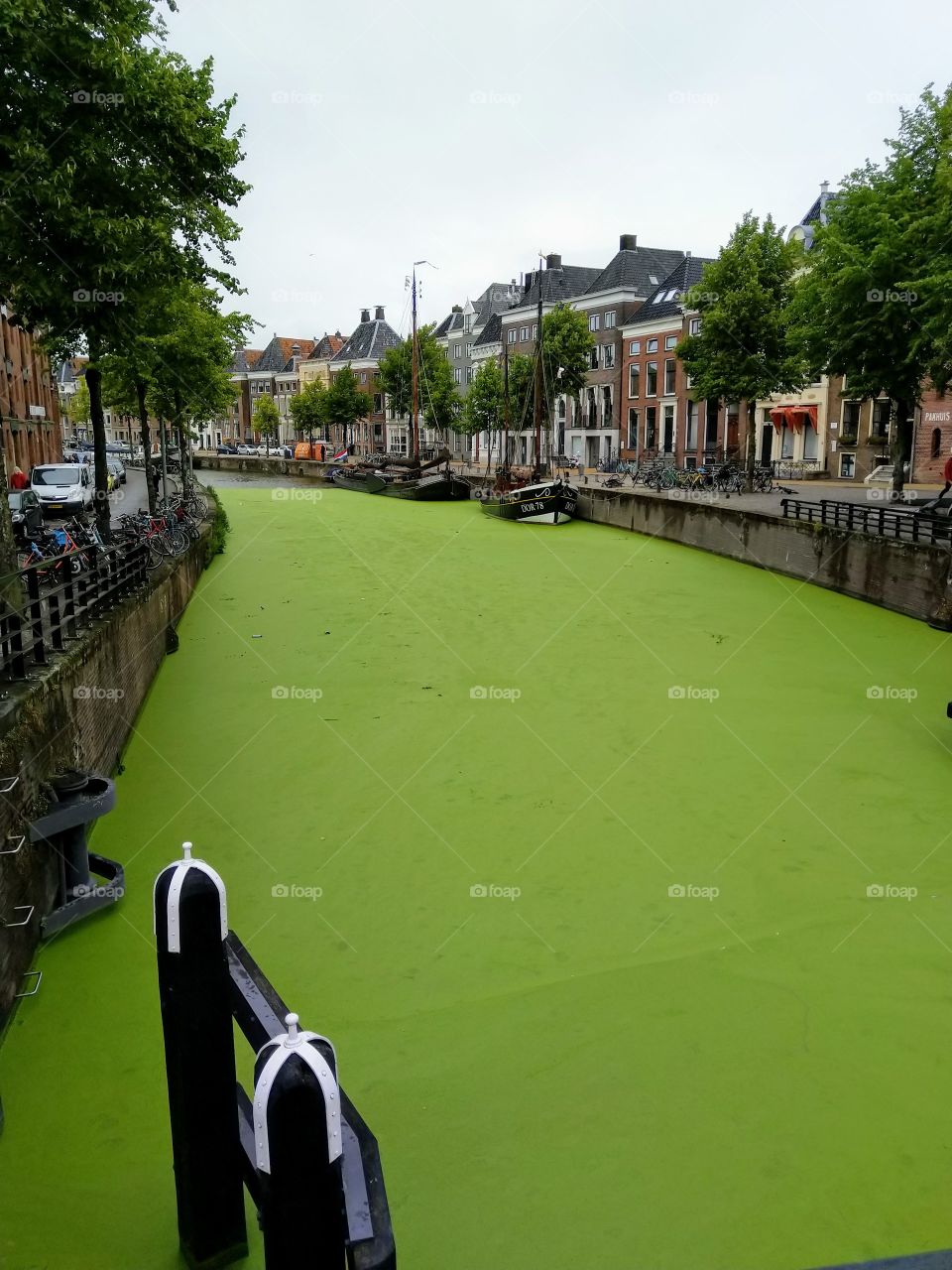 Green algae