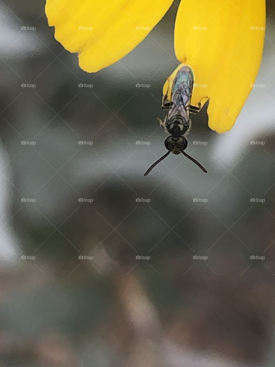 Sweat bee on a flower pedal