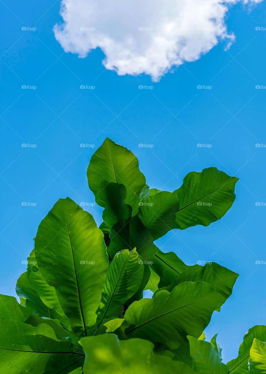 Big-leaf Magnolia against bright blue sky and lone cloud
