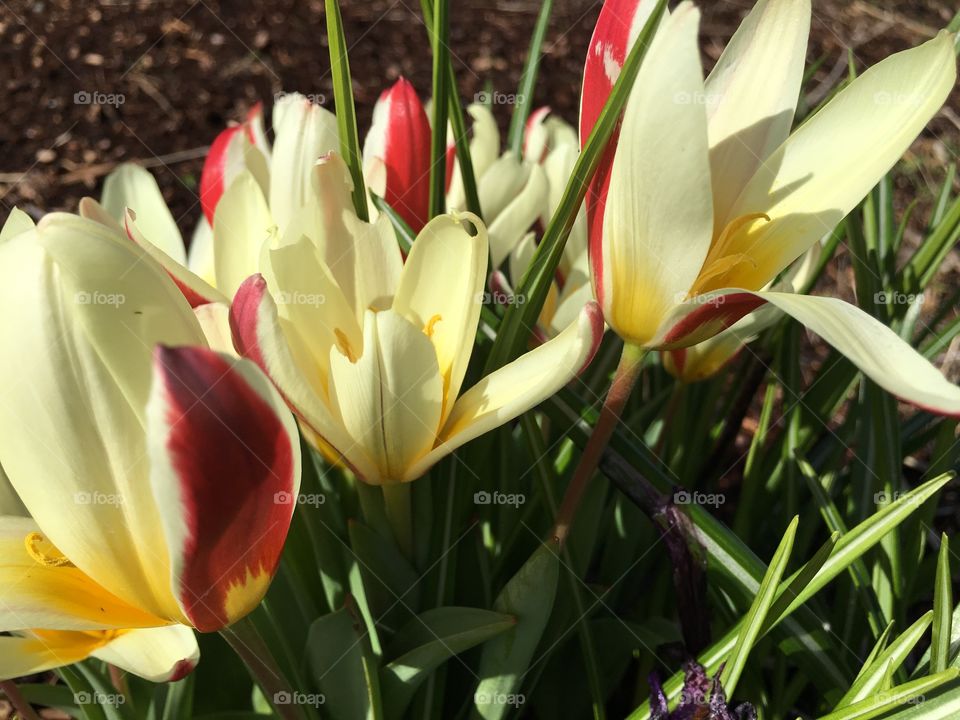 High angle view of flowers