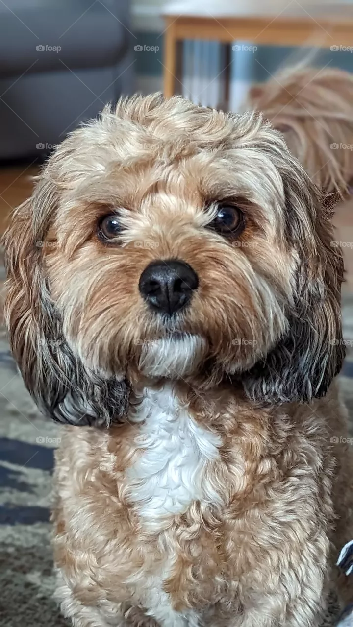 A Cavapoo Stare