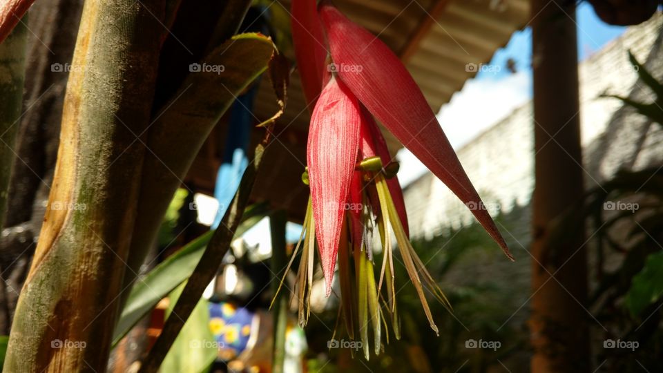 A plant with a beautiful flower