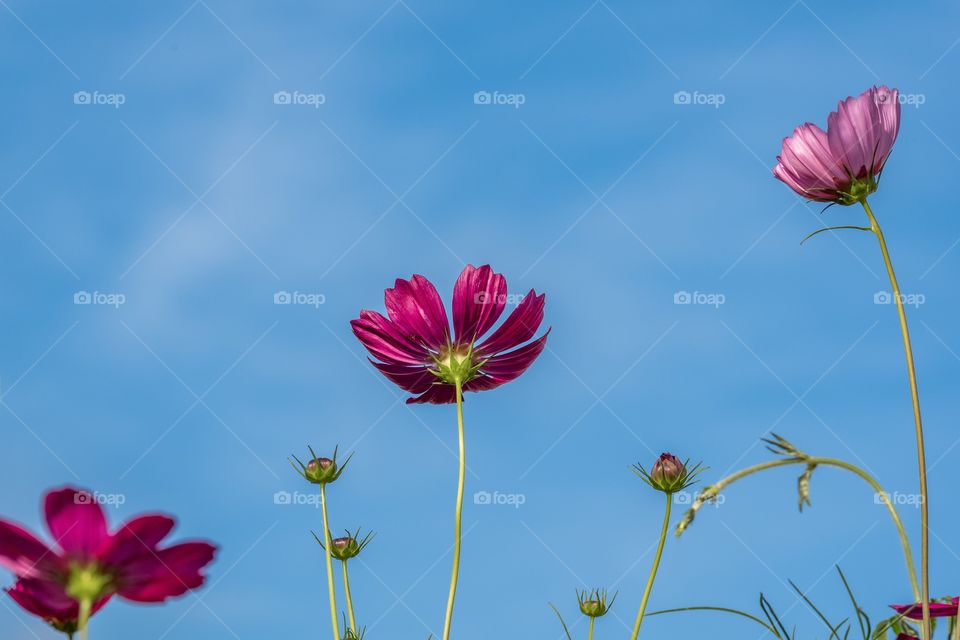 Beautiful flowers on romantic day