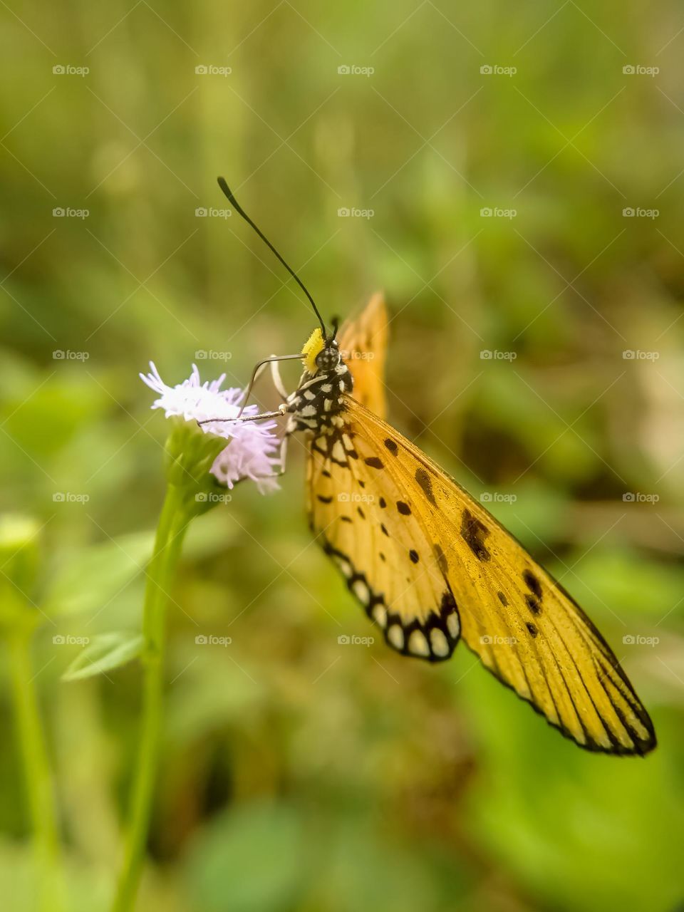 butterfly on wild purple flower.