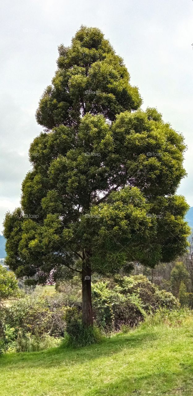 Examples of strength and endurance in nature.