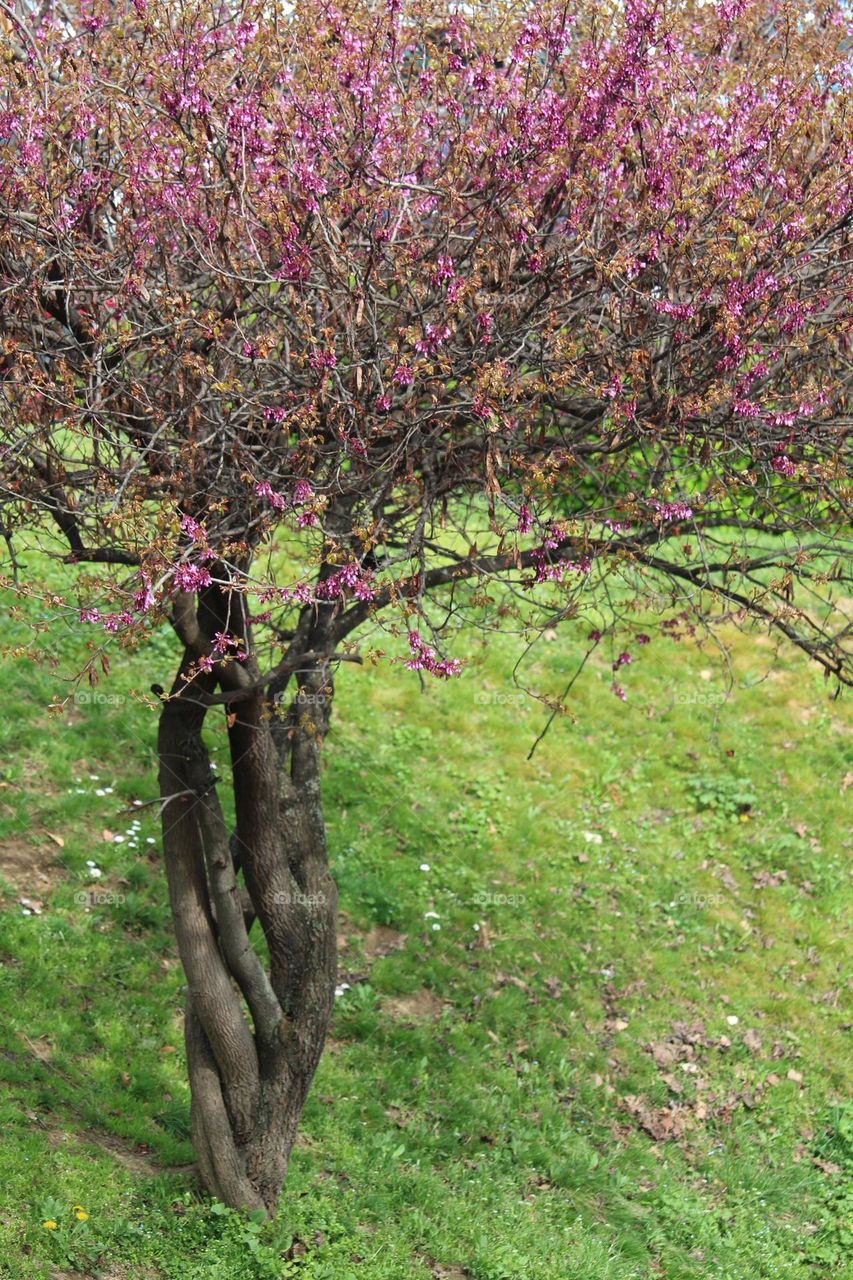 blooming tree