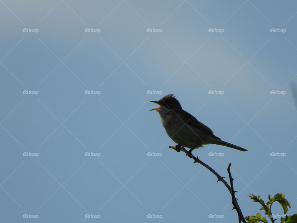 Song Bird