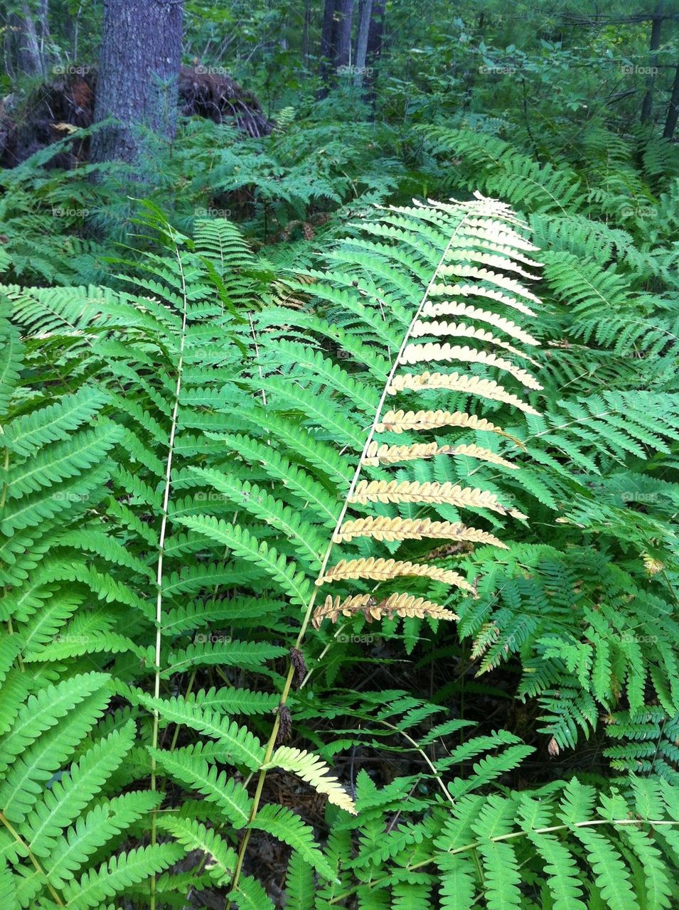 forest fall autumn fern by serenitykennedy