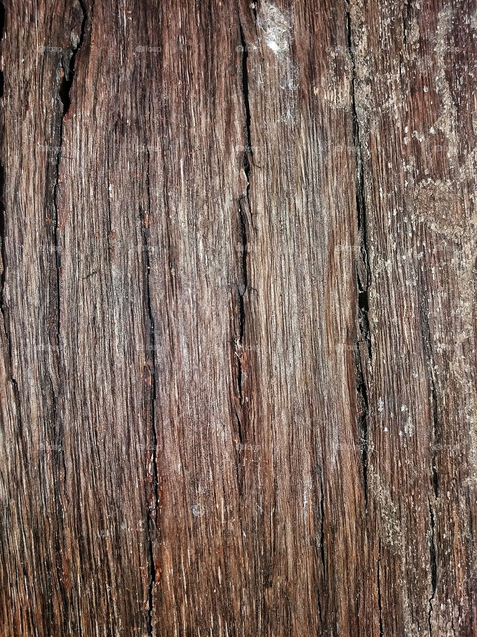 Dried wooden shell Background
