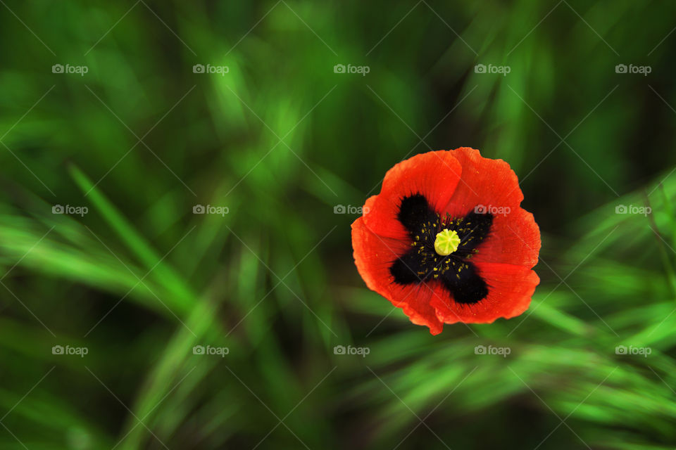 Poppy flower blooming