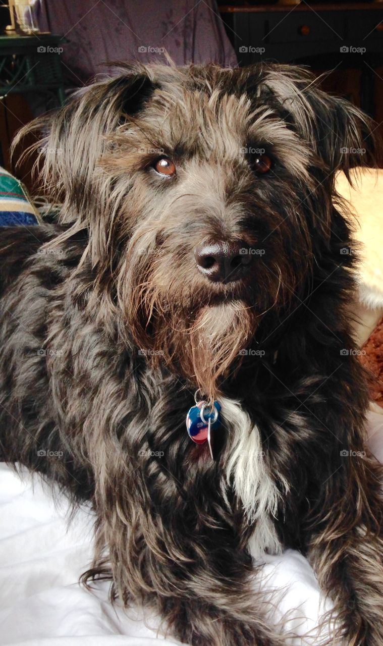 My favorite breed is adopted