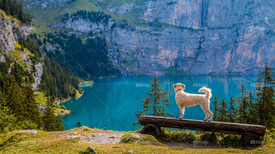 dog picture