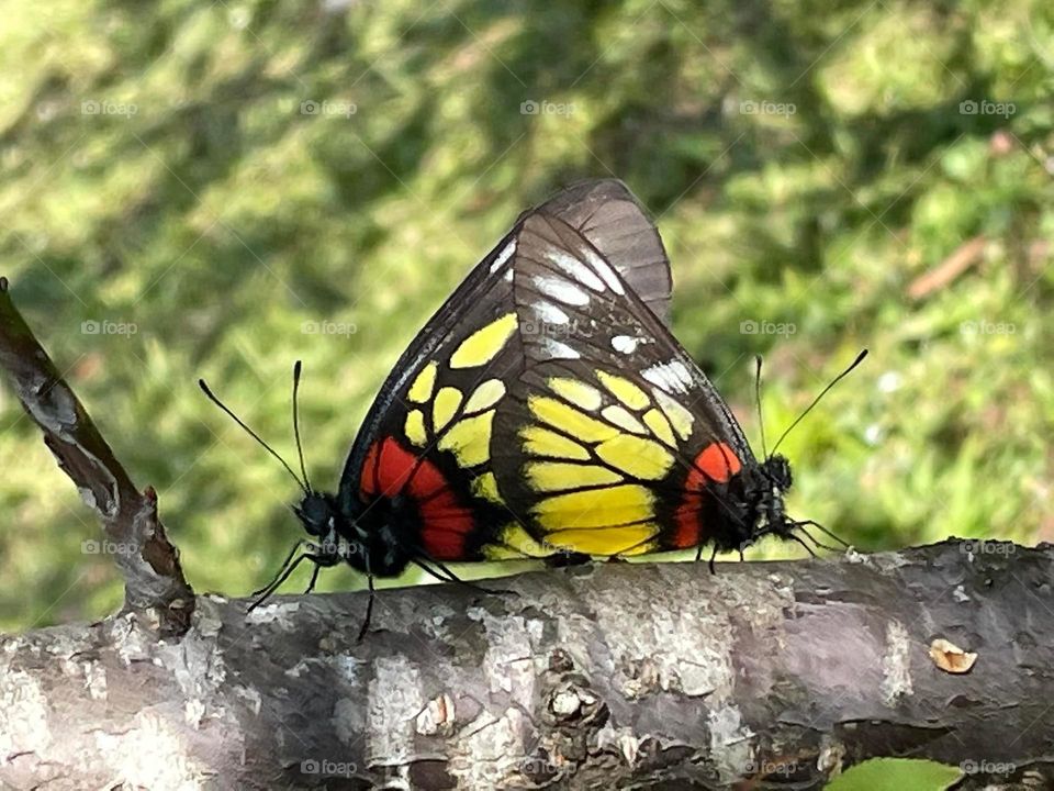 Beautiful and colourful butterfly