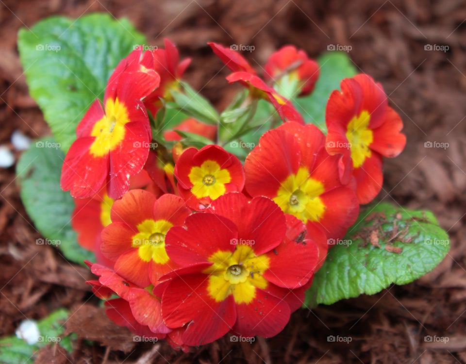 Crescendo bright red primrose flower (polyanthus primrose) after a rain