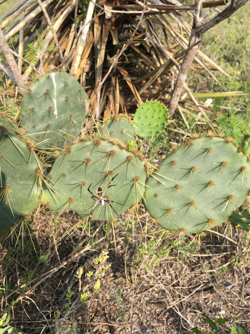 Prickly pear cactus with orb weaver 