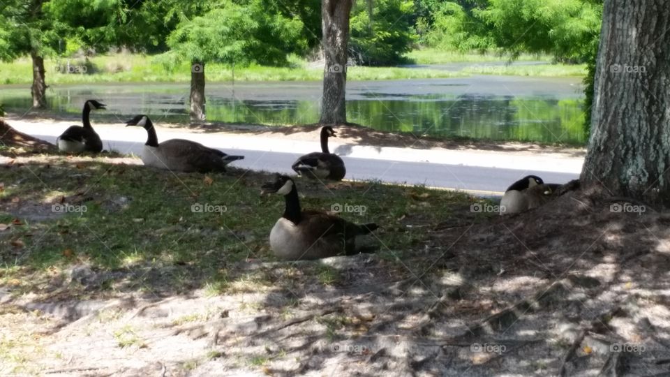 Mall Geese