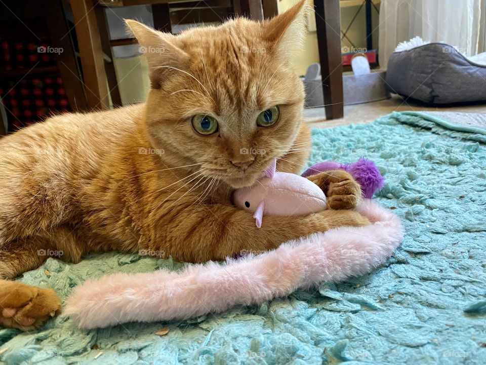 Daisy with her fluffy pink snake.  She loves to wrestle with this and carry it around the house