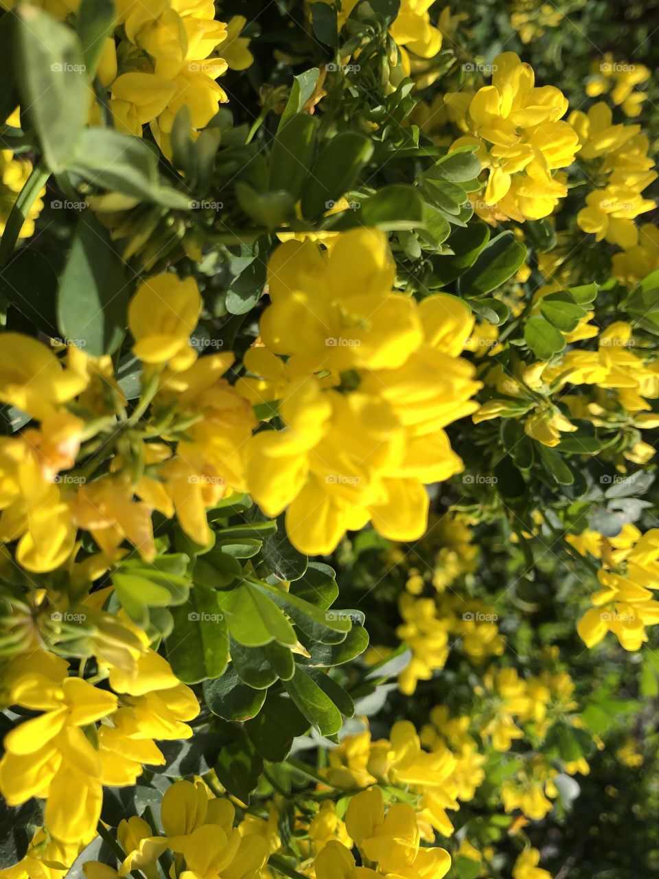 I love this most attractive  yellow gorse like flower. They deliver a yellow that truly uplifts one with its bright yellow sparkle.