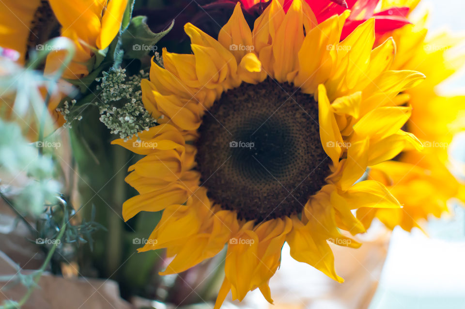 Beautiful sunflower bouquet in sunshine wrapped in paper for table centerpiece or romantic floral arrangement 