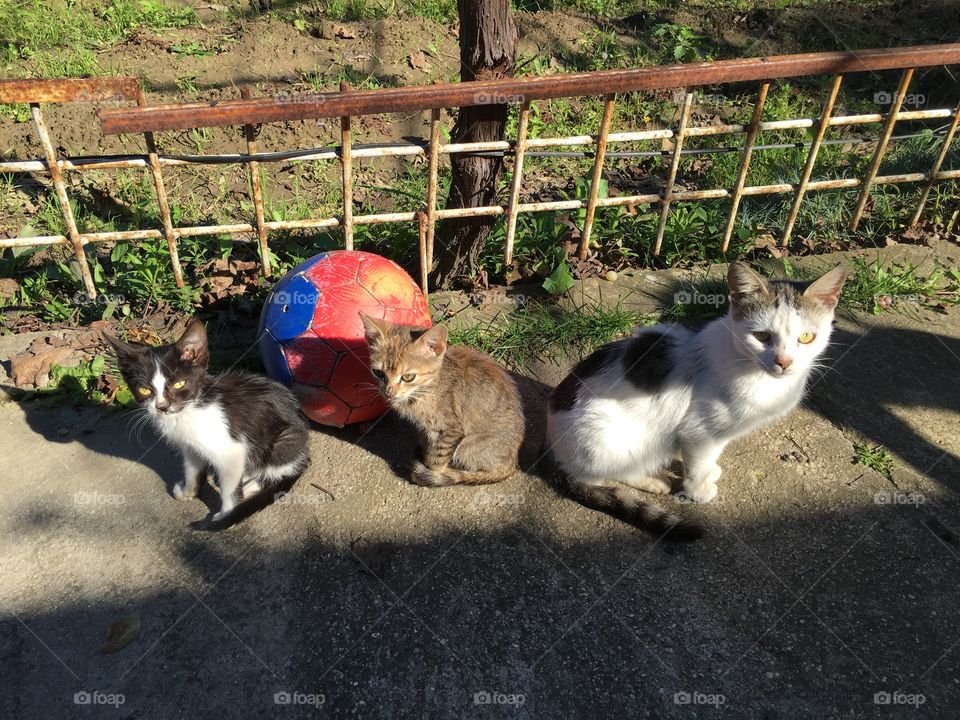 The cat and her babies