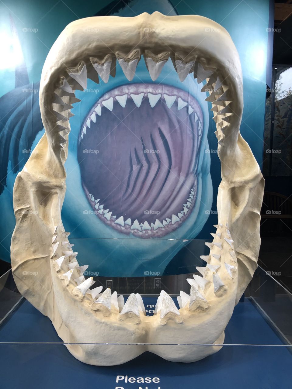 Shark Teeth in Front of Shark Art