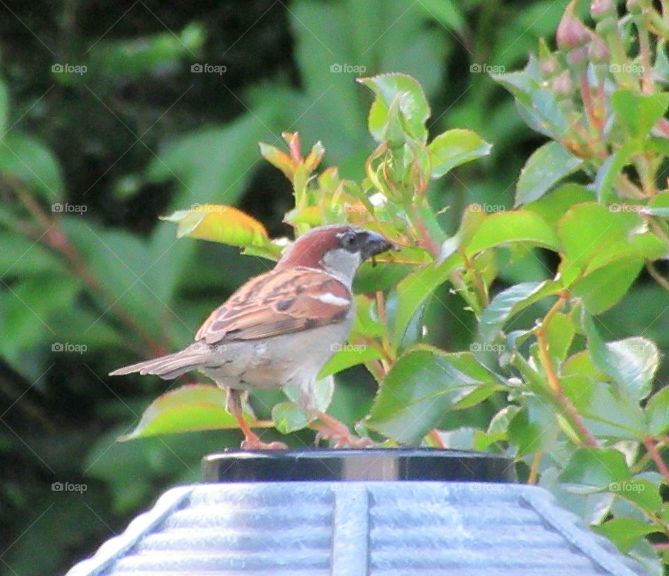 Sparrow stood on bird bath