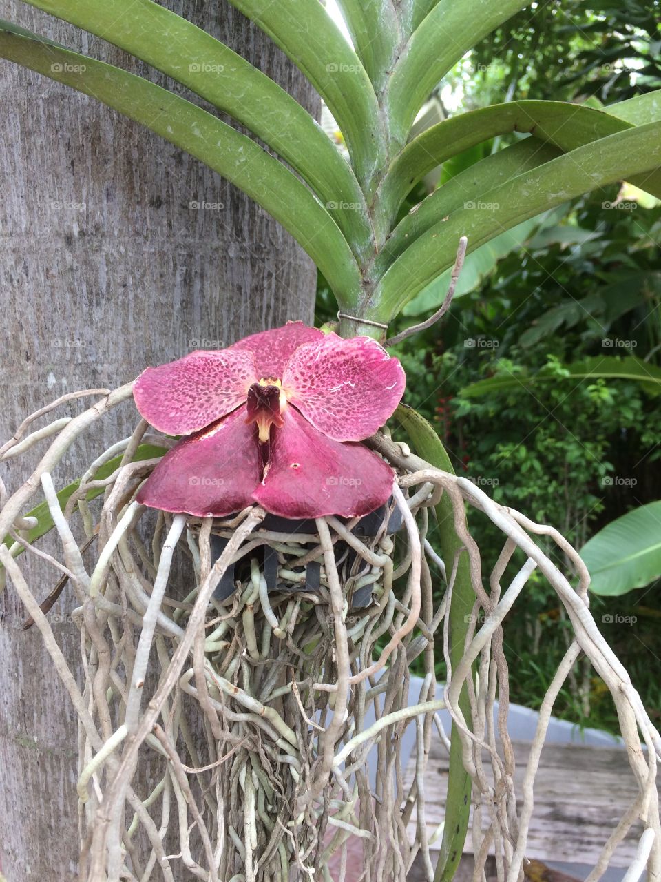 Orchid flowers are blooming